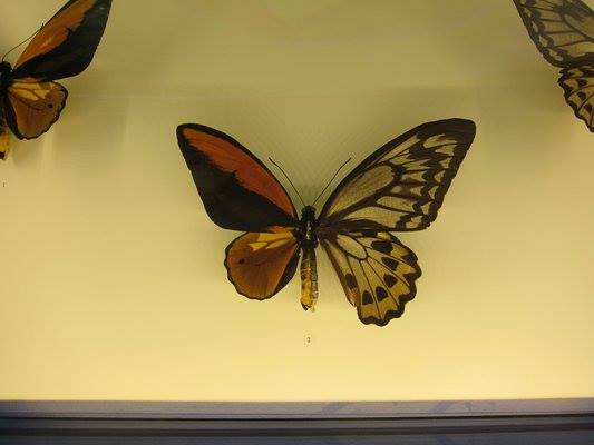 Ornithoptera croseus (gynandromorph) Internet Image property of respective owner, non-commercial use only